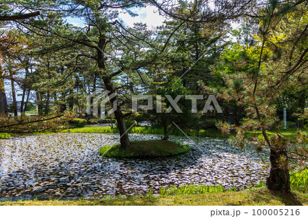 秋田にかほの初夏 新緑の蚶満寺 蓮の池 秋田にかほの初夏 新緑の蚶満寺 蓮の池 100005216