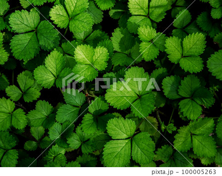 The Mock Strawberry plant for ground cover in the garden The Mock Strawberry plant for ground cover in the garden 100005263