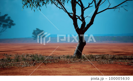 Desert trees in plains of africa under clear sky and dry floor Desert trees in plains of africa under clear sky and dry floor 100005630