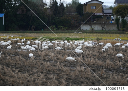 栄町の白鳥 栄町の白鳥 100005713