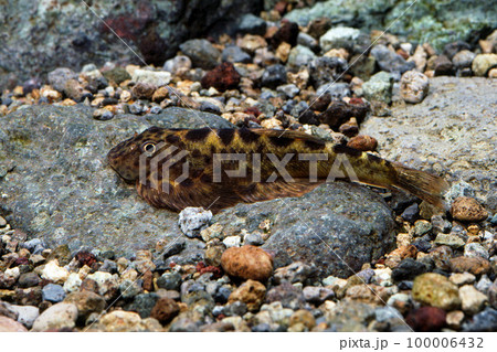 スポッテッドヒルストリームローチ　ドジョウの仲間　アクアリウム 100006432