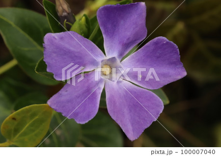 日本の早春の庭に咲く紫色のツルニチニチソウの花 100007040