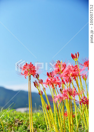 彼岸花咲く田園風景　オールドレンズ 100007152