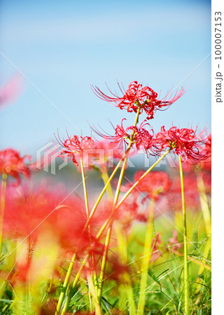 彼岸花咲く田園風景　オールドレンズ 100007153