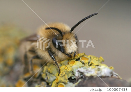 Frontal closeup of a male spring mining bee, Colletes cunicularius crawling on a twig 100007453