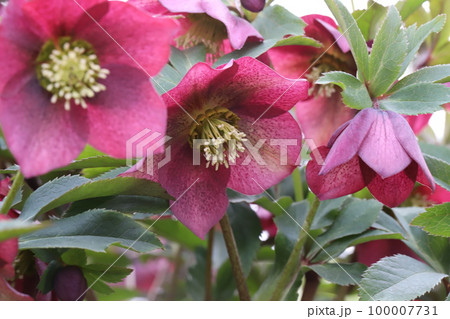 日本の早春の庭に咲く赤紫色のクリスマスローズの花 100007731