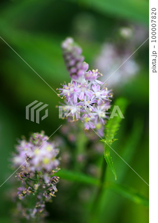 細かいピンクの小さな花がたくさん咲くツルボの花穂を斜め上からクローズアップ・マクロ撮影。 100007820