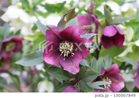 日本の早春の庭に咲く赤紫色のクリスマスローズの花 日本の早春の庭に咲く赤紫色のクリスマスローズの花 100007849