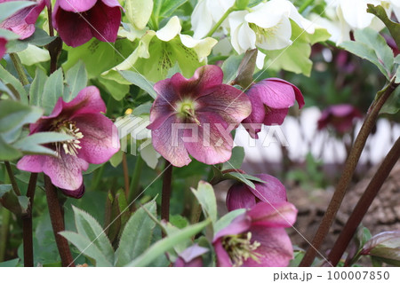 日本の早春の庭に咲く赤紫色のクリスマスローズの花 日本の早春の庭に咲く赤紫色のクリスマスローズの花 100007850