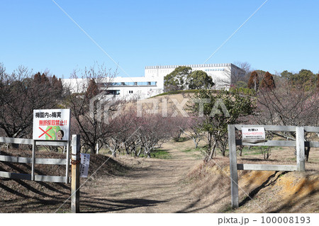 石ケ谷公園の梅園(兵庫県 明石市) 石ケ谷公園の梅園(兵庫県 明石市) 100008193