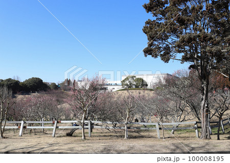 石ケ谷公園の梅園(兵庫県 明石市) 石ケ谷公園の梅園(兵庫県 明石市) 100008195