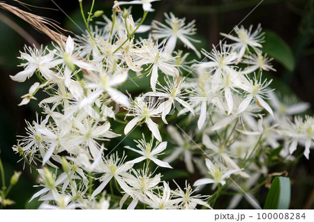 白くて長い花びらをたくさん広げるセンニンソウの花群をマクロ接写撮影。 100008284
