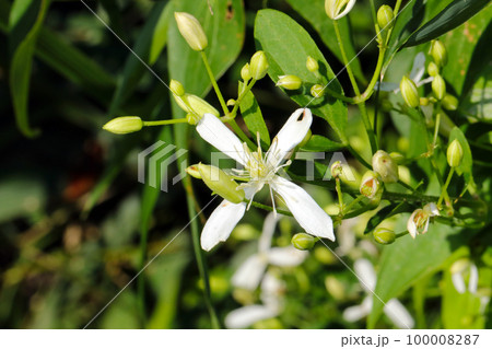 白くて長い花びらを広げるセンニンソウの花を地植えバックにマクロ接写撮影。 100008287