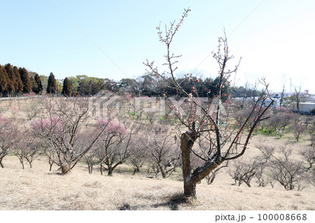 明石SAに隣接する石ケ谷公園の梅園(兵庫県 明石市) 明石SAに隣接する石ケ谷公園の梅園(兵庫県 明石市) 100008668