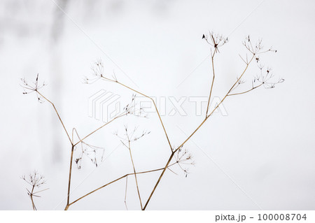 Frozen dry umbrella flowers with frost on a cold winter day, close up Frozen dry umbrella flowers with frost on a cold winter day, close up 100008704