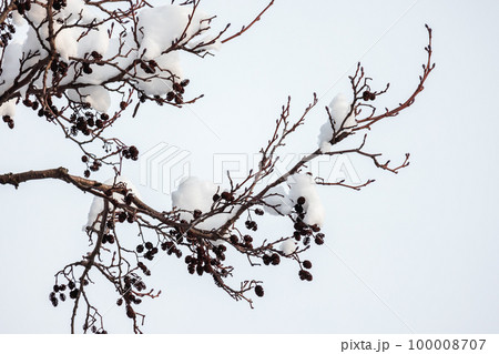 Alder tree branches with snow on a winter day. Natural photo 100008707
