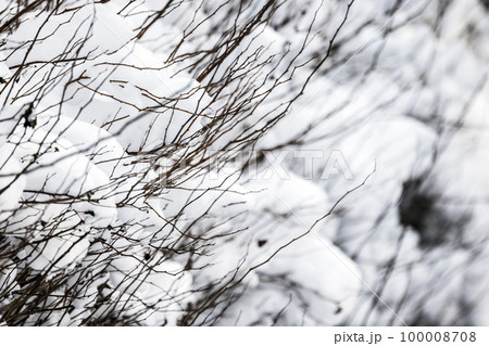 Fluffy snow is on bare branches on a winter day, abstract photo 100008708