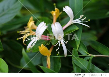 白と黄色、ピンクの細長い花を咲かせるスイカヅラたち（花部をクローズアップマクロ接写撮影） 100009189