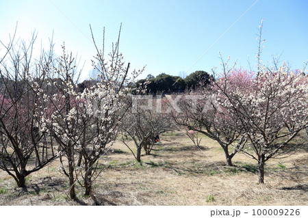 石ケ谷公園の梅園（兵庫県 明石市） 100009226