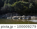 早春の川でフライフィッシングをする男性 100009279
