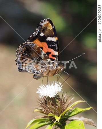 花の蜜を吸うアカタテハ 100009283