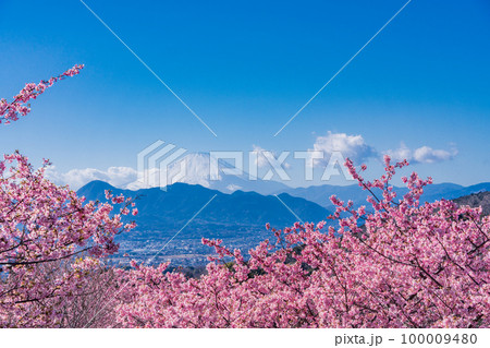 （神奈川県）河津桜咲くおおいゆめの里から富士山を望む 100009480