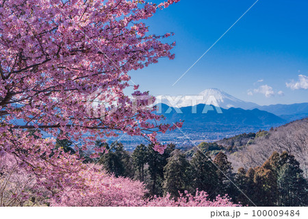 (神奈川県)河津桜咲くおおいゆめの里から富士山を望む (神奈川県)河津桜咲くおおいゆめの里から富士山を望む 100009484