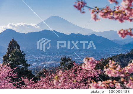 （神奈川県）河津桜咲くおおいゆめの里から富士山を望む 100009488