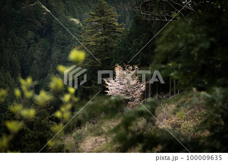 ひっそりと散りゆく桜 100009635