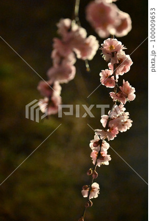 夜の桜 夜の桜 100009653