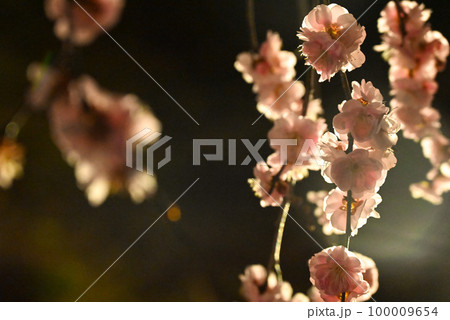 夜の桜 夜の桜 100009654