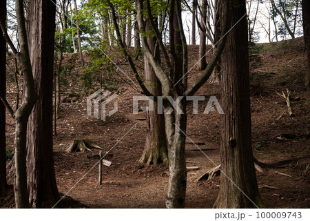 尾根への静かな道 尾根への静かな道 100009743