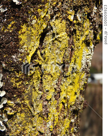 梅の木の枝に発生した鮮やかな黄色の地衣類「コナロウソクゴケモドキ」の写真素材 [100009923] - PIXTA