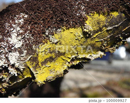 梅の木の枝に発生した鮮やかな黄色の地衣類「コナロウソクゴケモドキ」の写真素材 [100009927] - PIXTA