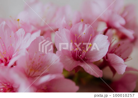 寒緋桜 寒緋桜 100010257