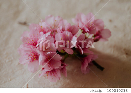 寒緋桜 100010258