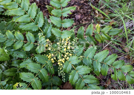 ヒイラギナンテン (柊南天)  100010463