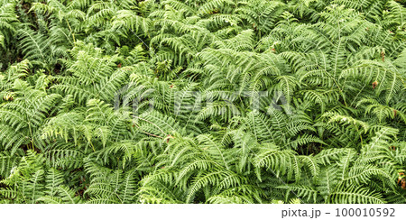 Leaves Fern Leaves Fern 100010592