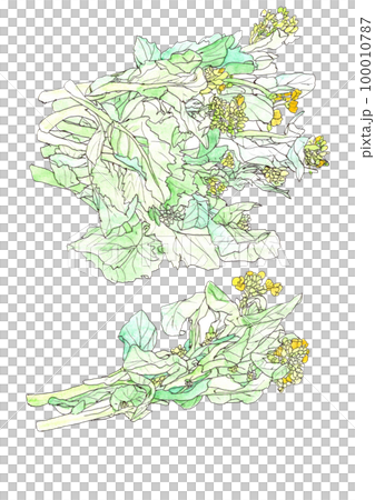 春天油菜花 100010787