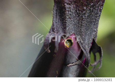 ナスの虫食い 100013281