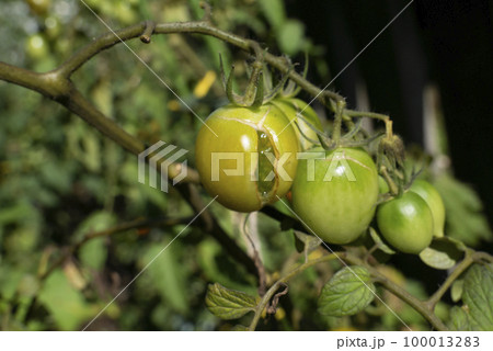 実割れしたミニトマト 実割れしたミニトマト 100013283
