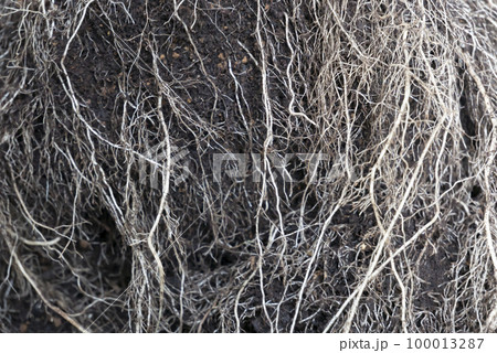 夏野菜の根っこ 100013287