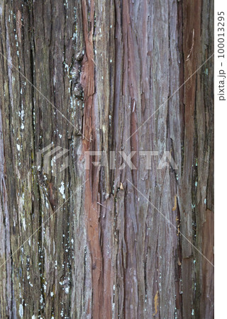 木の幹の表面 100013295