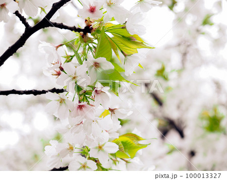 雨上がりの朝　オオシマザクラ 100013327
