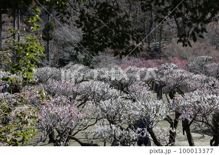 寒さに耐え気品よく咲く 100013377