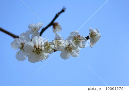 寒さに耐え気品よく咲く 100013704