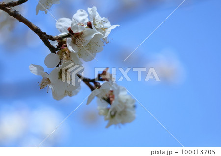 寒さに耐え気品よく咲く 寒さに耐え気品よく咲く 100013705