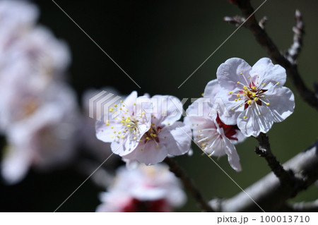 寒さに耐え気品よく咲く 寒さに耐え気品よく咲く 100013710