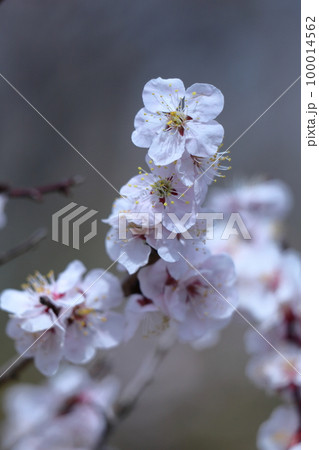 寒さに耐え気品よく咲く 寒さに耐え気品よく咲く 100014562