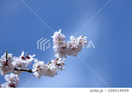 寒さに耐え気品よく咲く 寒さに耐え気品よく咲く 100014609